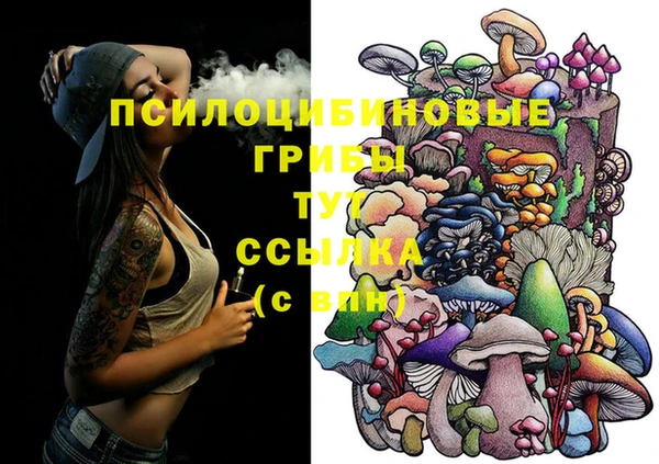 стаф Аркадак